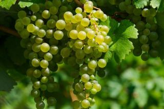 Cépage Mansois : le Fer Servadou de l'appellation Marcillac