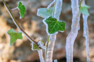 Gel de printemps dans la vigne, sauver les bourgeons