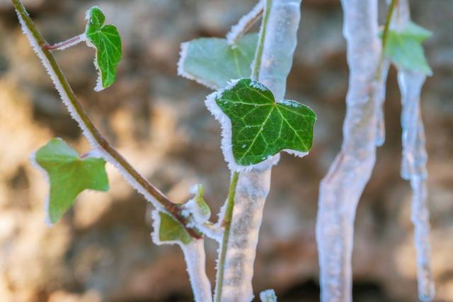 Comment le vigneron protège ses bourgeons du gel de printemps Comment le vigneron protège ses bourgeons du gel de printemps